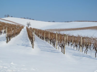 Vinarija Badel 1862 Donji Daruvar
