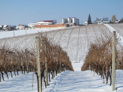 22. svibnja – sveti Vinko - blagdan vinara  i vinogradara postao je turistička atrakcija