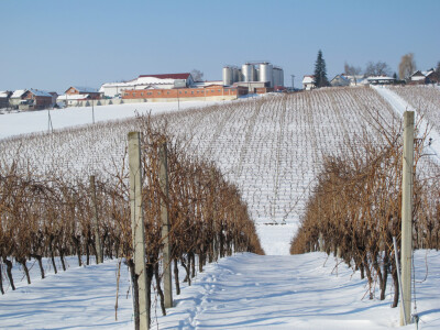 22. svibnja – sveti Vinko - blagdan vinara  i vinogradara postao je turistička atrakcija 22. svibnja – sveti Vinko - blagdan vinara  i vinogradara postao je turistička atrakcija