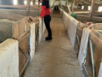 IRENA MAGLAJIĆ OPG MAGLAJIĆ