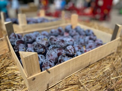 Jubilarni 50. Sajam šljive u Gradačcu