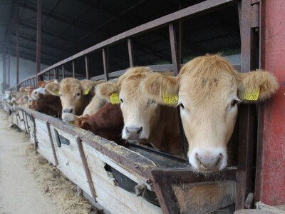 Od polja do stola, Citadela - Vardarac, Baranja