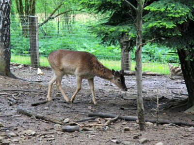 Šumska bajka OPG-a Denis Juričić