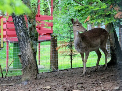 Šumska bajka OPG-a Denis Juričić