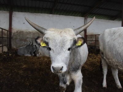 Od polja do stola, Citadela - Vardarac, Baranja