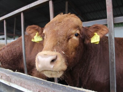 Od polja do stola, Citadela - Vardarac, Baranja