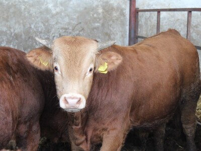 Od polja do stola, Citadela - Vardarac, Baranja