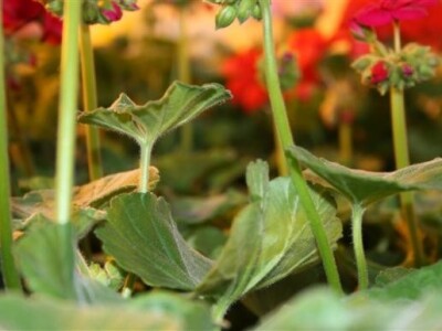 16. Osječki proljetni sajam