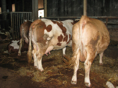 Nedostatak stocne hrane