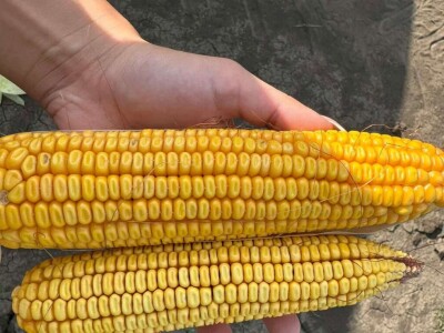 Dragana Padejski, uzgoj kukuruza