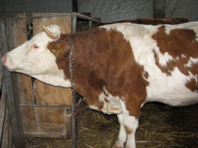 Nedostatak stocne hrane