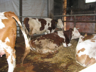 Nedostatak stocne hrane