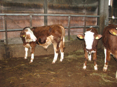 Nedostatak stocne hrane