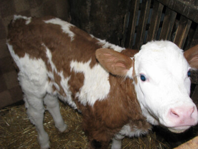 Nedostatak stocne hrane