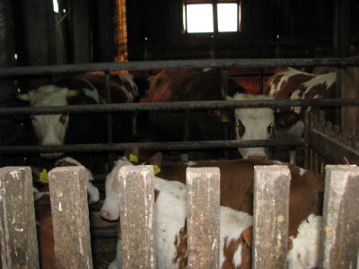 Nedostatak stocne hrane