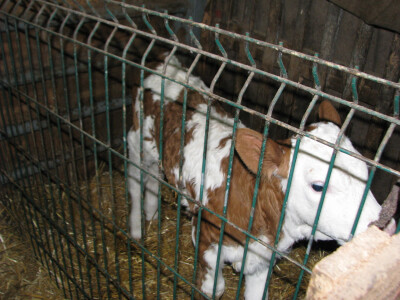 Nedostatak stocne hrane