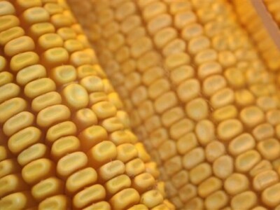 16. Osječki proljetni sajam