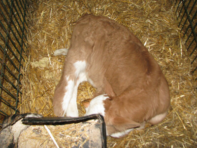 Nedostatak stocne hrane