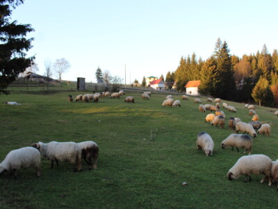 Šta je zajedničko siru, bilju, Ivi i Ćiri, a nisu veziri?