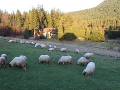 Šta je zajedničko siru, bilju, Ivi i Ćiri, a nisu veziri?