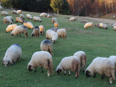 Šta je zajedničko siru, bilju, Ivi i Ćiri, a nisu veziri?