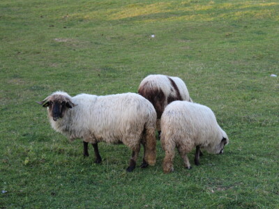 Šta je zajedničko siru, bilju, Ivi i Ćiri, a nisu veziri?
