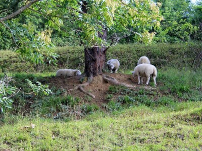 Zaštita od velikih zvijeri