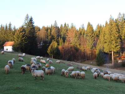 Šta je zajedničko siru, bilju, Ivi i Ćiri, a nisu veziri?
