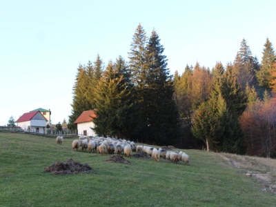 Šta je zajedničko siru, bilju, Ivi i Ćiri, a nisu veziri?