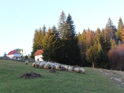 Šta je zajedničko siru, bilju, Ivi i Ćiri, a nisu veziri?