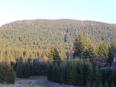 Šta je zajedničko siru, bilju, Ivi i Ćiri, a nisu veziri?