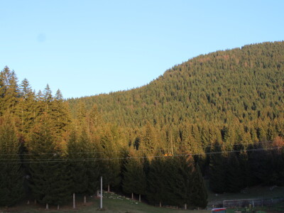 Šta je zajedničko siru, bilju, Ivi i Ćiri, a nisu veziri?