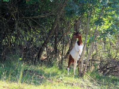 Zaštita od velikih zvijeri