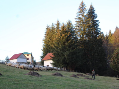 Šta je zajedničko siru, bilju, Ivi i Ćiri, a nisu veziri?