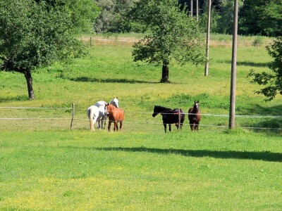 Zaštita od velikih zvijeri