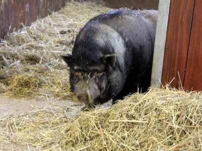 Zaštita od velikih zvijeri