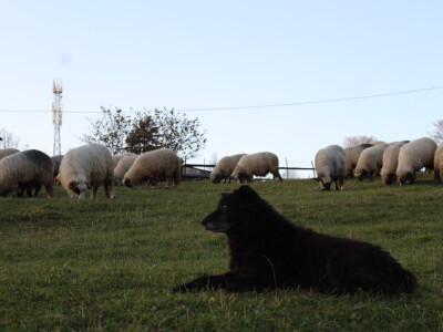 Šta je zajedničko siru, bilju, Ivi i Ćiri, a nisu veziri?
