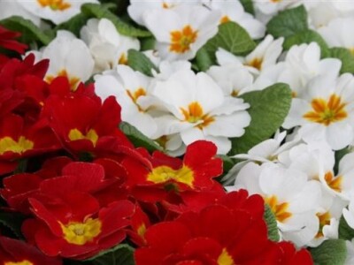 16. Osječki proljetni sajam