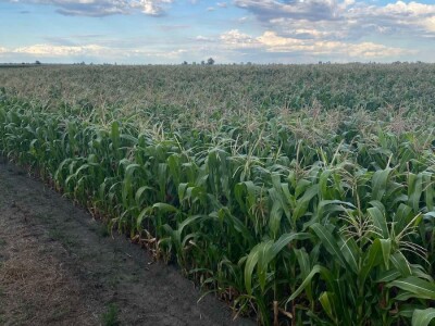 Goran Pravda - kukuruz kokičar