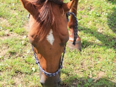 Zaštita od velikih zvijeri
