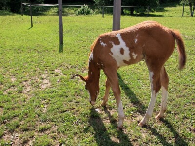 Zaštita od velikih zvijeri