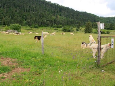 Zaštita od velikih zvijeri