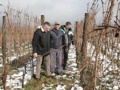 Obilazak-vinograda