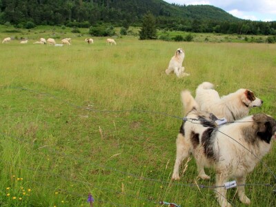 Zaštita od velikih zvijeri