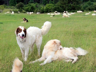 Zaštita od velikih zvijeri