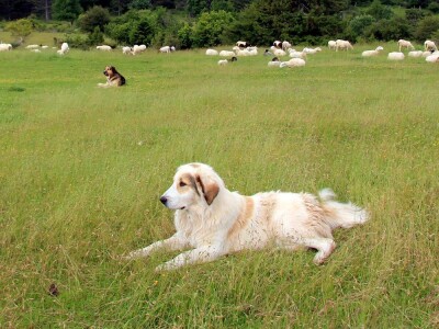 Zaštita od velikih zvijeri