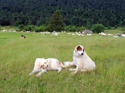 Zaštita od velikih zvijeri