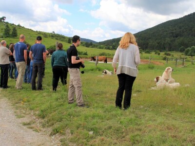 Zaštita od velikih zvijeri