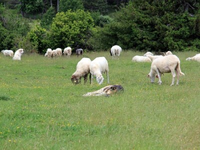 Zaštita od velikih zvijeri