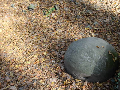 Magaraca ima puno više u Bosni, nego u Hercegovini